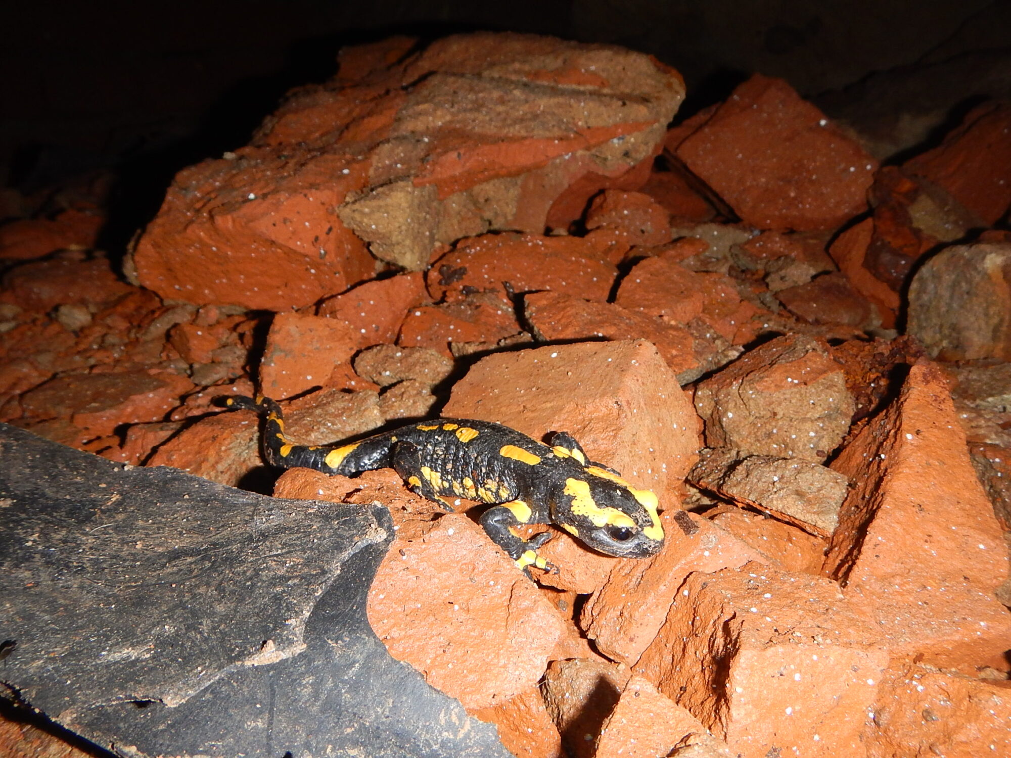 Auch unter Tage ist man nie allein. Neugierige Bewohner wie dieser Feuersalamander beobachten Herrn Freiwerth bei der Arbeit.